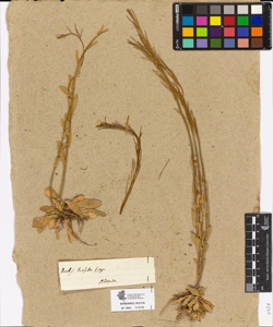 Arabis hirsuta Scop.