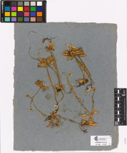 Arabis sp.