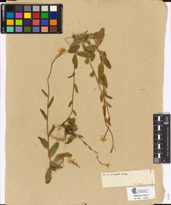 Arabis hirsuta Scop.