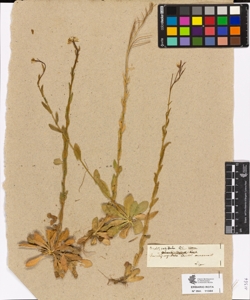 Arabis sagittata DC.