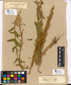Arabis gerardi Bess.