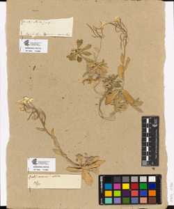 Arabis canescens? * subsp. albida