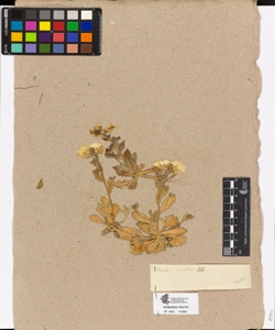 Arabis saxatilis All.