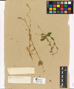 Arabis auriculata Rank