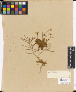 Arabis sp.