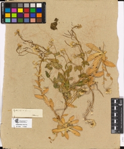 Arabis alpina L.