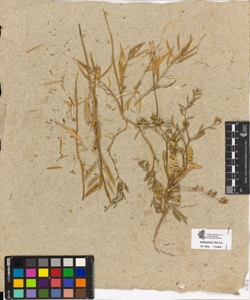 Arabis sp.