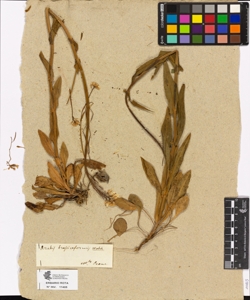 Arabis brassicaeformis Wall.