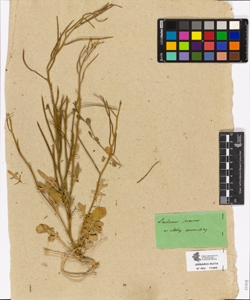 Barbarea praecox