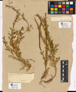Barbarea bracteosa