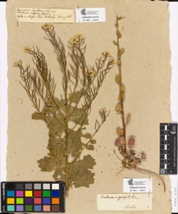 Barbarea vulgaris R.Brown