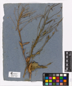 Barbarea sp.