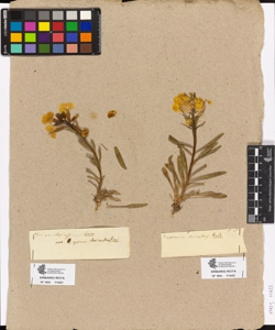 Erysimum cheiranthus Pers.