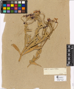 Matthiola incana R.Brown
