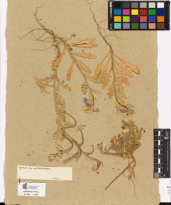 Matthiola tricuspidata Brown