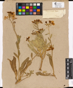 Matthiola sinuata Brown