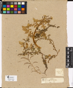 Nasturtium officinale R.Brown