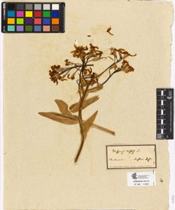 Hesperis tristis L.