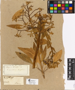 Hesperis tristis L.