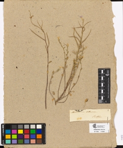 Malcomia littorea