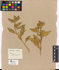 Malcomia africana
