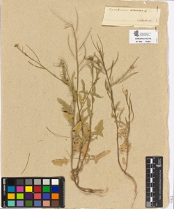 Sisymbrium columnae L.