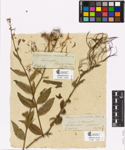 Braya pinnatifida Koch.