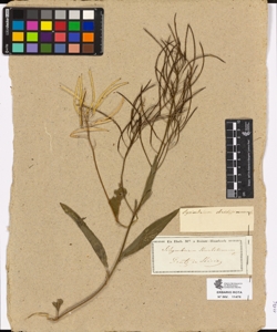 Sisymbrium strictissimum L.