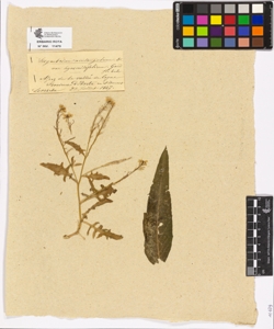 Sisymbrium acutangulum De Candolle var hyoseridifolium