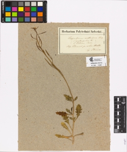 Sisymbrium austriacum Jacq.