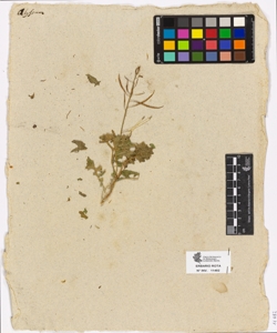 Sisymbrium sp.