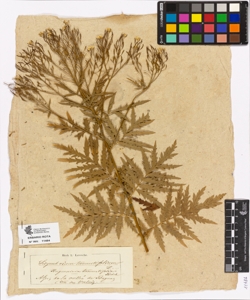 Sisymbrium tanacetifolium L.