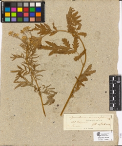 Sisymbrium tanacetifolium L.