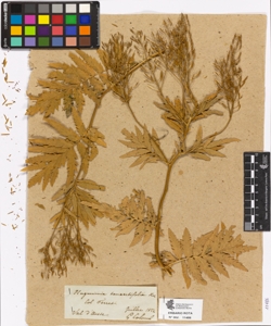 Hugueninia tanacetifolium Reich.