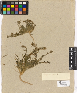 Sisymbrium supinum L.!