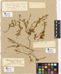 Sisymbrium dentatum All.