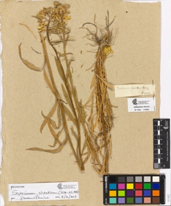 Erysimum odoratum Ehrh.