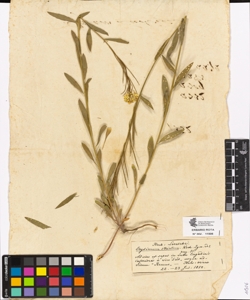 Erysimum strictum Koch.