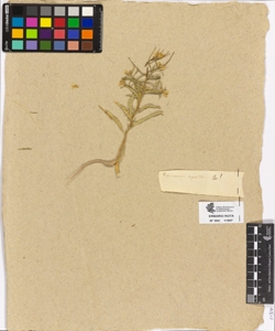 Erysimum repandum L.!