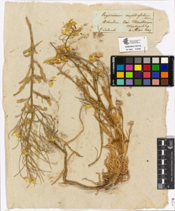 Erysimum crepidifolium Reich.