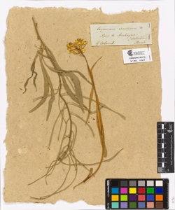 Erysimum rhaeticum De Candolle