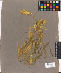 Erysimum sp.
