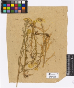 Erysimum sp.