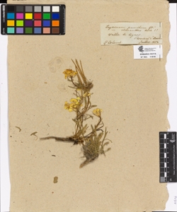 Erysimum pumilum Gaud