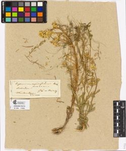 Erysimum crepidifolium Koch.