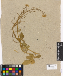 Sinapis sp.