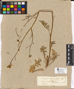 Sinapis cheiranthus Koch.