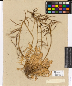 Sinapis cheiranthus Koch.