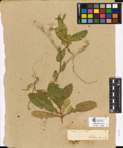 Sinapis arvensis