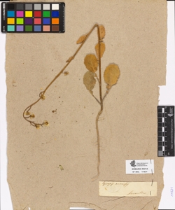 Sinapis arvensis